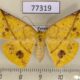 77319p Geometridae Cratoptera vestianaria f Panama $8