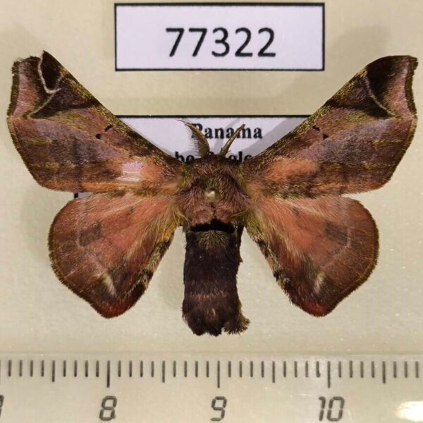 Bombycidae Quentalia numalia Panama