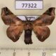 77322p Bombycidae Quentalia numalia Panama $4