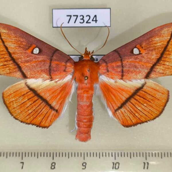 Crambidae Midila daphne Panama