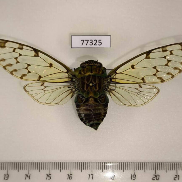 Cicadidae Zammara nigriplaga Panama