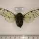 77325p Cicadidae Zammara nigriplaga Panama $10