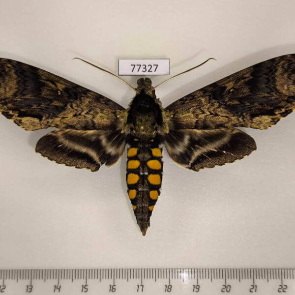 Sphingidae Manduca pellenia Panama
