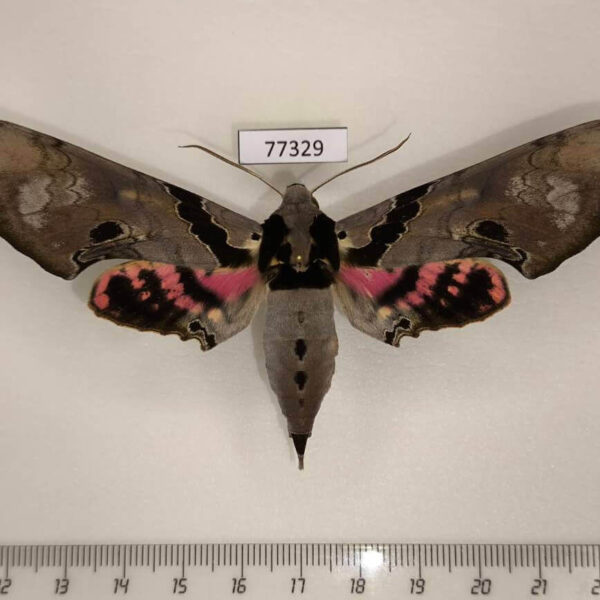 Sphingidae Adhemarius gannascus Panama