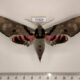 77329p Sphingidae Adhemarius gannascus Panama $25