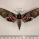 77330p Sphingidae Adhemarius gannascus Panama $25
