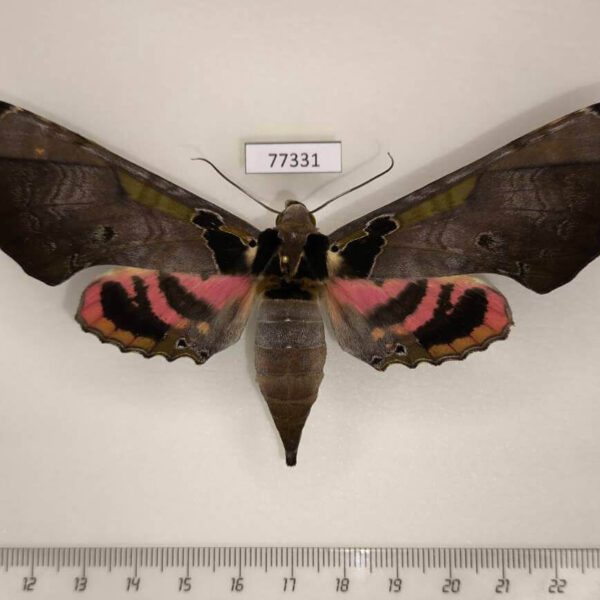 Sphingidae Adhemarius ypsilon f Panama