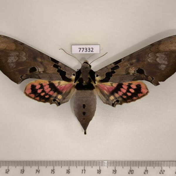 Sphingidae Adhemarius gannascus f Panama