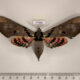 77332p Sphingidae Adhemarius gannascus f Panama $25
