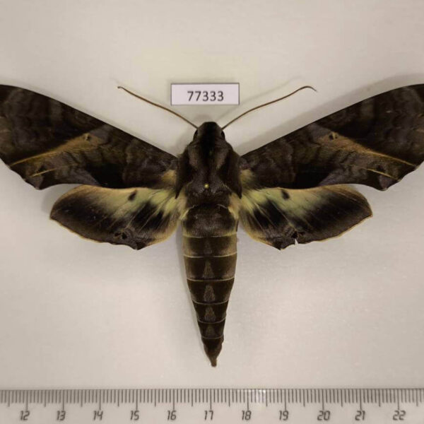 Sphingidae Eumorpha triangulum Panama