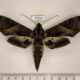 77334p Sphingidae Eumorpha triangulum Panama $17