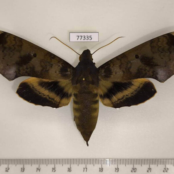 Sphingidae Pachylia ficus f Panama