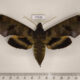 77335p Sphingidae Pachylia ficus f Panama $50
