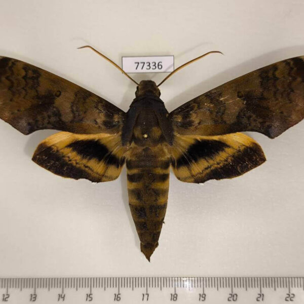 Sphingidae Pachylia ficus Panama