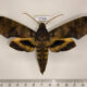77336p Sphingidae Pachylia ficus Panama $30