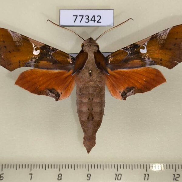 Sphingidae Callionima falcifera Panama