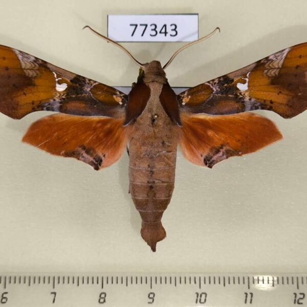 Sphingidae Callionima falcifera Panama