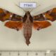 77343p Sphingidae Callionima falcifera Panama $25