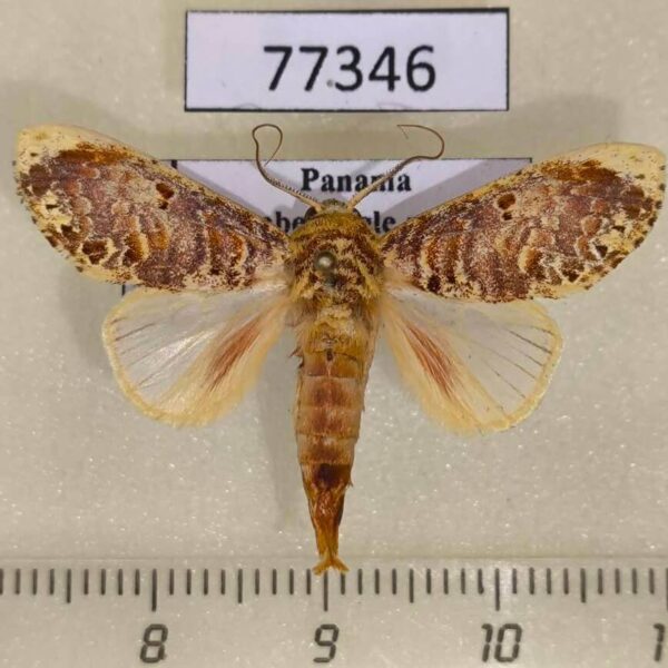 Notodontidae Magava multilinea Panama