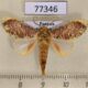 77346p Notodontidae Magava multilinea Panama $8