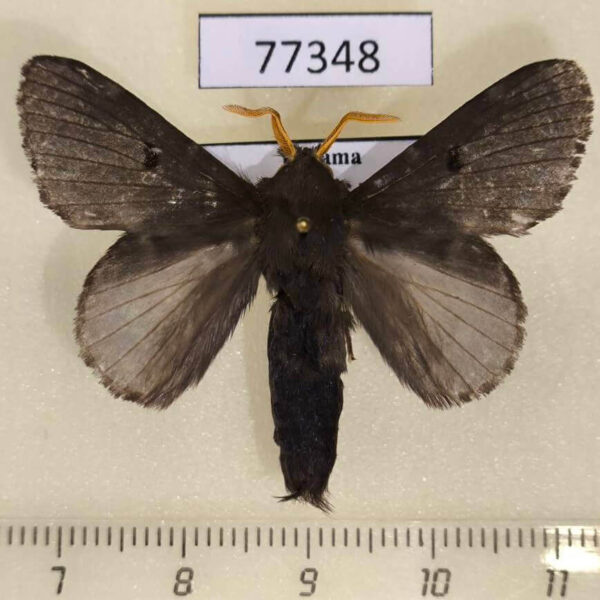 Lasiocampidae Euglyphis juliana Panama