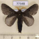 77348p Lasiocampidae Euglyphis juliana Panama $18