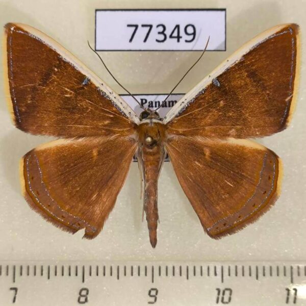 Geometridae Palyas micacearia Panama