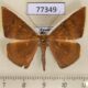 77349p Geometridae Palyas micacearia Panama $10