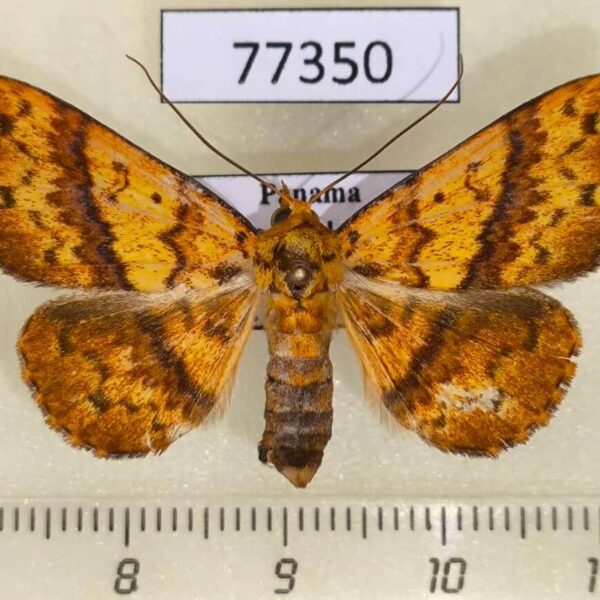 Noctuidae Antiblemma sp. f Panama