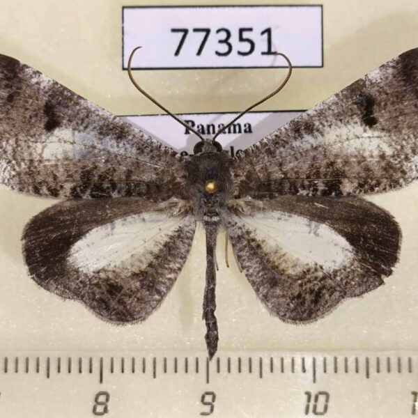 Hedylidae Macrosoma conifera Panama