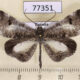 77351p Hedylidae Macrosoma conifera Panama $15
