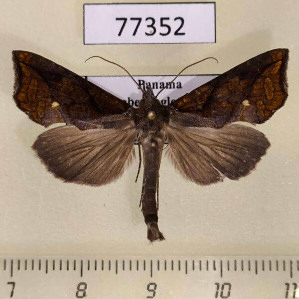 Noctuidae Plusiodonta incitans Panama