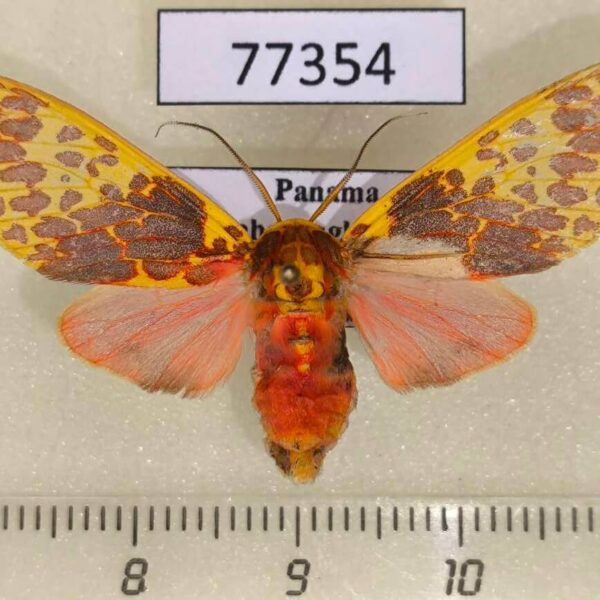 Arctiidae Amaxia lepida f Panama