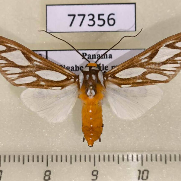 Arctiidae Robinsonia polyplagia transducens Panama