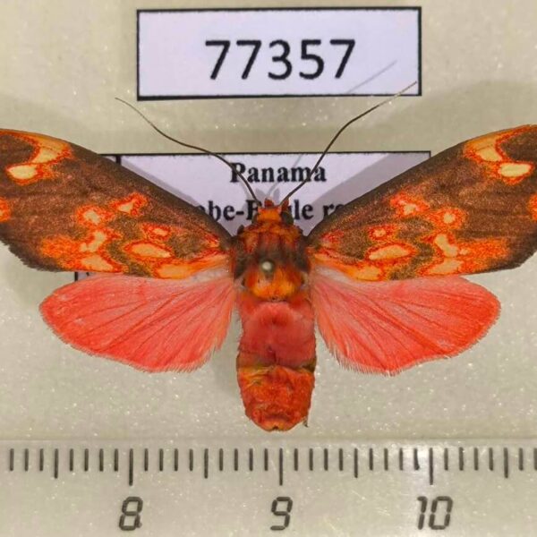 Arctiidae Melese flavimaculata f Panama