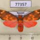 77357p Arctiidae Melese flavimaculata f Panama $12