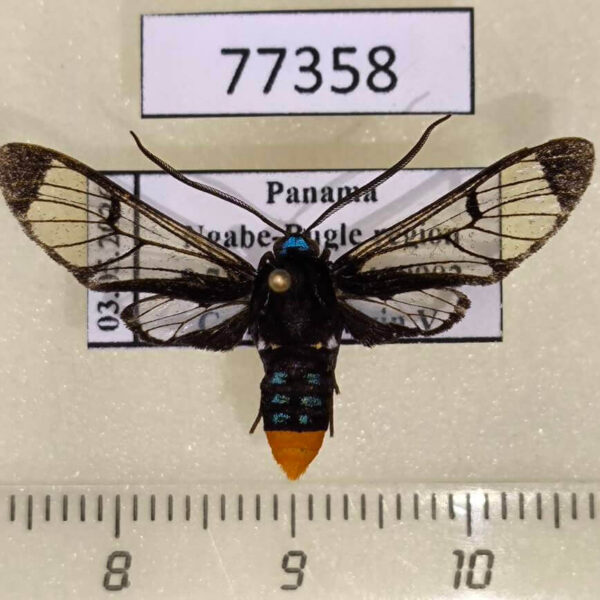Arctiidae Gymnelia colona Panama