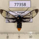 77358p Arctiidae Gymnelia colona Panama $8