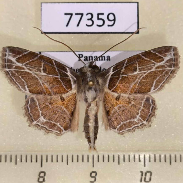 Noctuidae Dolichosomastis leucogrammica Panama
