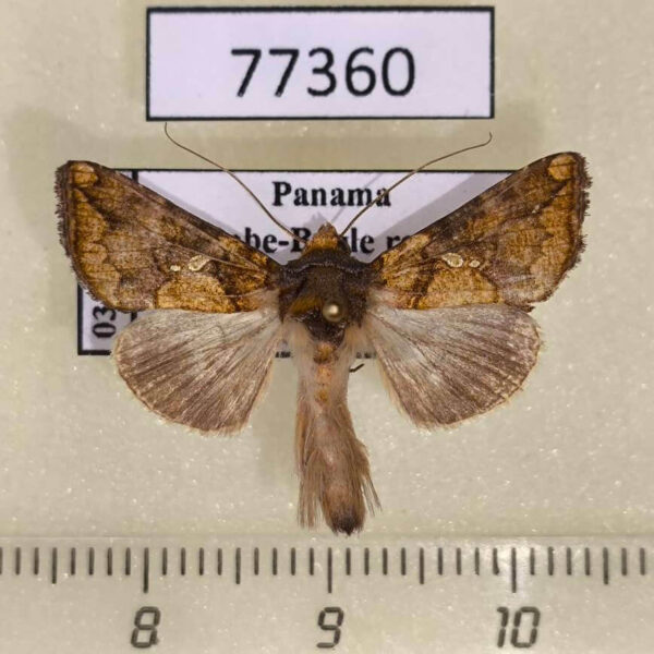 Noctuidae Argyrogramma verruca Panama