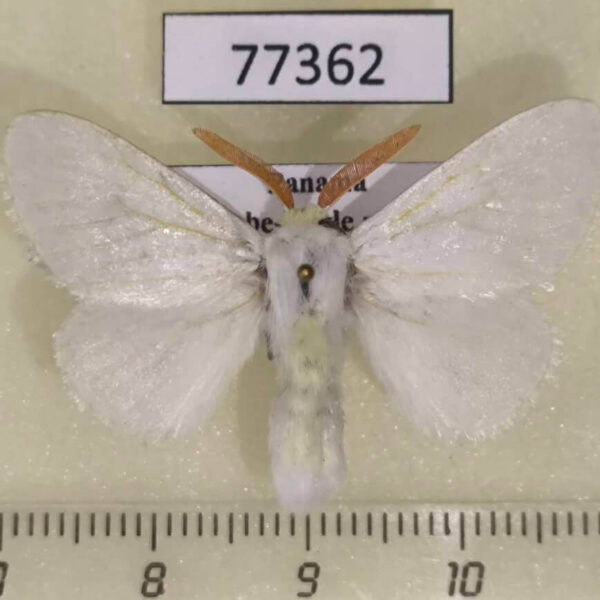 Megalopygidae Aithorape sp. Panama