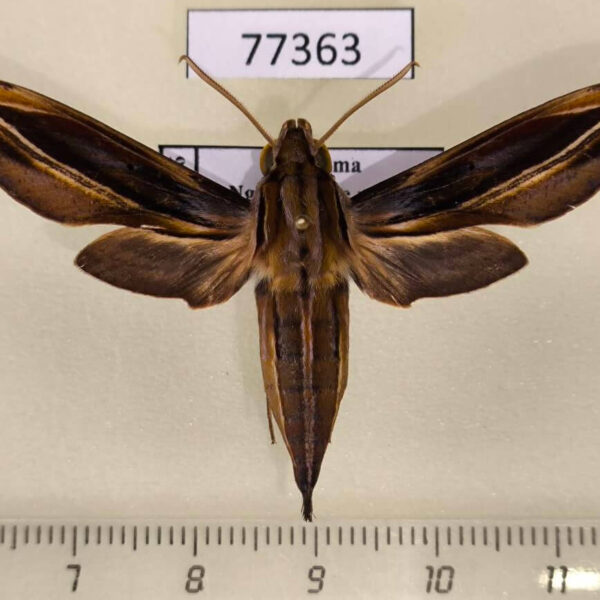 Sphingidae Xylophanes thyelia f Panama