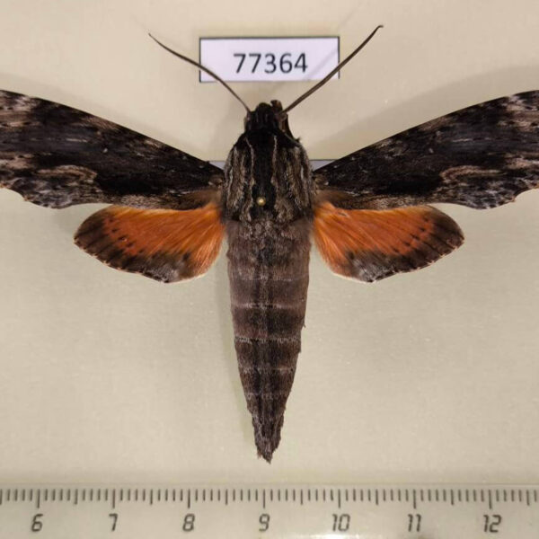 Sphingidae Erinnyis oenotrus Panama