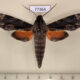 77364p Sphingidae Erinnyis oenotrus Panama $18