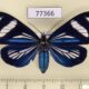 77366p Arctiidae Isostola nigrivenata f Panama $20