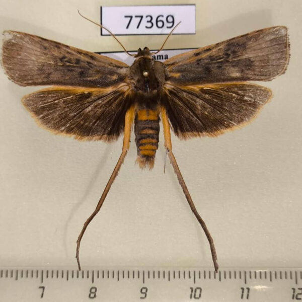 Oecophoridae sp. Panama