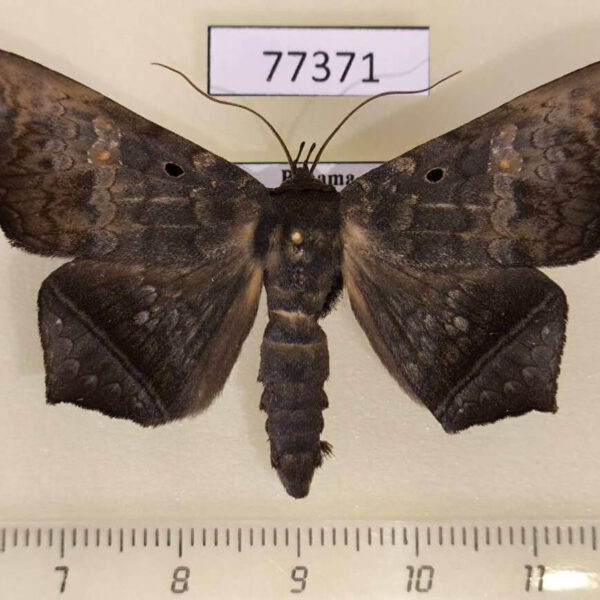 Noctuidae Poligoniodes sp. Panama