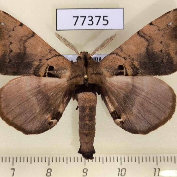 Apatelodidae Apatelodes merlona Panama