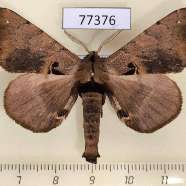 Apatelodidae Apatelodes merlona Panama