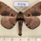 77376p Apatelodidae Apatelodes merlona Panama $15